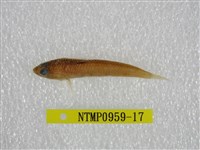 藏品(鬚棘吻魚)的圖片